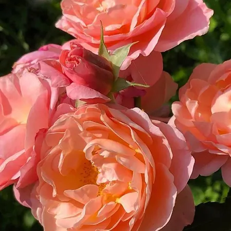 Bij Ons Op Vogelswerf Bed & Breakfast Heukelum