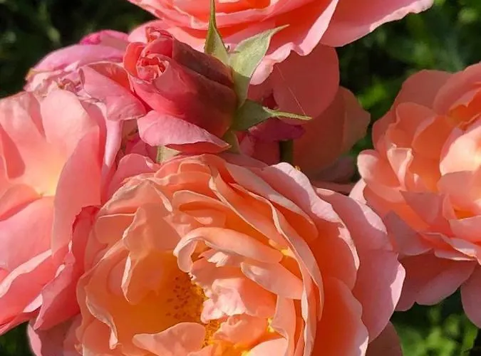 Bij Ons Op Vogelswerf Bed & Breakfast Heukelum