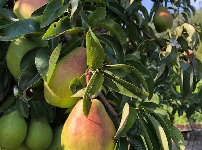 Bij Ons Op Vogelswerf Bed & Breakfast